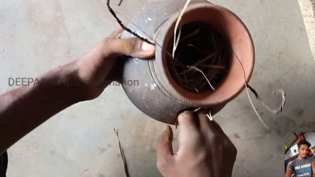 How To Provide Nesting Material For Java Bird / Java Bird Breeding Formula In Odisha. смотреть онлайн