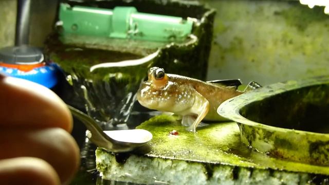 Mudskipper eats from a spoon. Илистый Прыгун ест с ложечки. смотреть онлайн