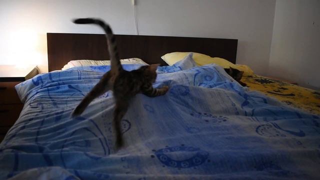 6 reasons to buy a Bengal cat смотреть онлайн