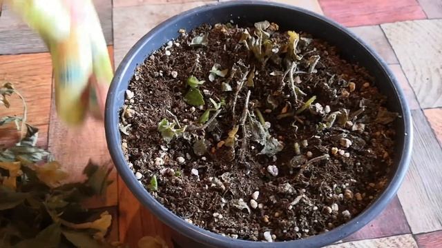 Ахименесы. Сохраняем ризомы до весны. смотреть онлайн