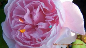 Роза плетистая Лэвендер Лесси (lavender lassie) ? обзор: как сажать, саженцы розы Лэвендер Лесси