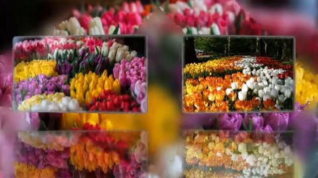 Салют весне тюльпанами!!! смотреть онлайн