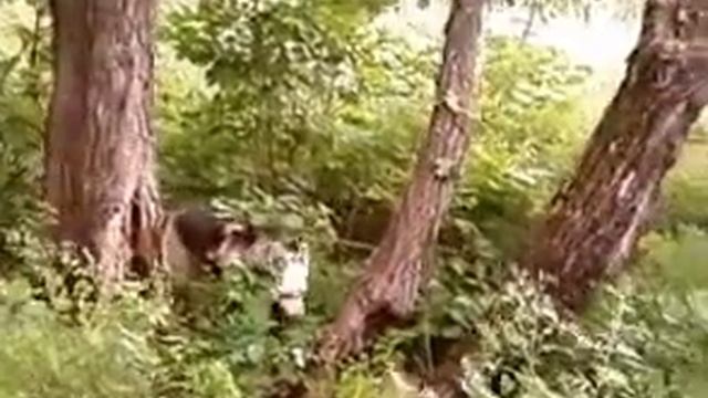 Собака лезет на дерево за бурундуком смотреть онлайн
