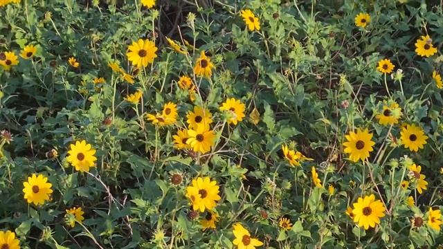 Helianthus debilis. Beach Sunflower, Dune Sunflower. Asteraceae (Aster, daisy or composite family) смотреть онлайн