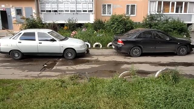 Как паркуются на улице Шолмова смотреть онлайн