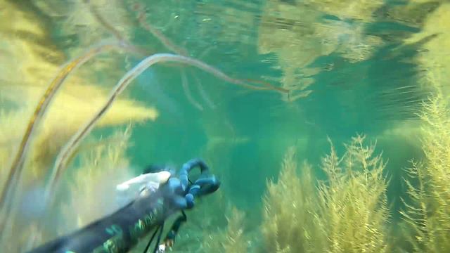 Spearfishing Club UK