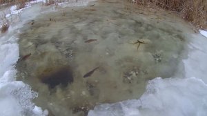 ЗИМНЯЯ РЫБАЛКА,РЫБА ВЫПЛЫВАЕТ ИЗ ЛУНКИ