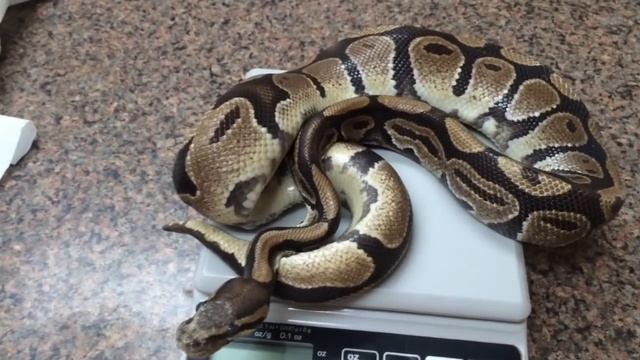 Ball python with URTI and enteritis recheck is improving but lost weight post BM смотреть онлайн