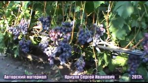 Виноград Кардинал - один из эталонных по вкусу сортов (Cardinal grapes) www.vinograd-kriulya.com