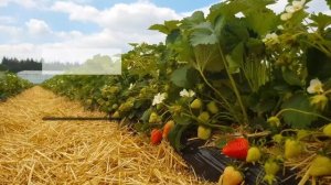 ВЕРДИ - Вкусный и перспективный сорт клубники