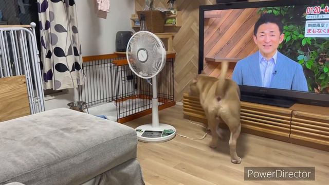 9ヶ月になった❗️アメリカンピットブルテリア❗️ смотреть онлайн