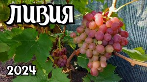 Виноград ЛИВИЯ. Сезон 2024.