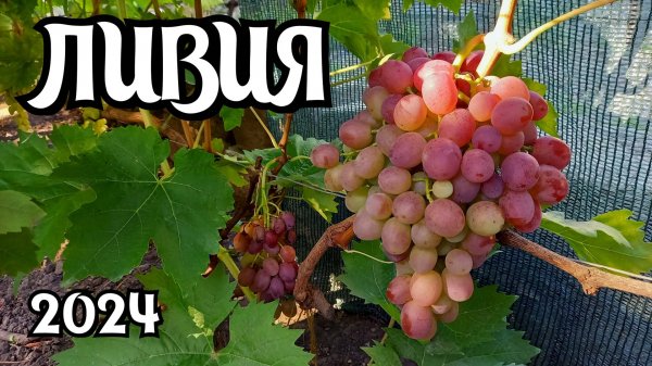 Виноград ЛИВИЯ. Сезон 2024.