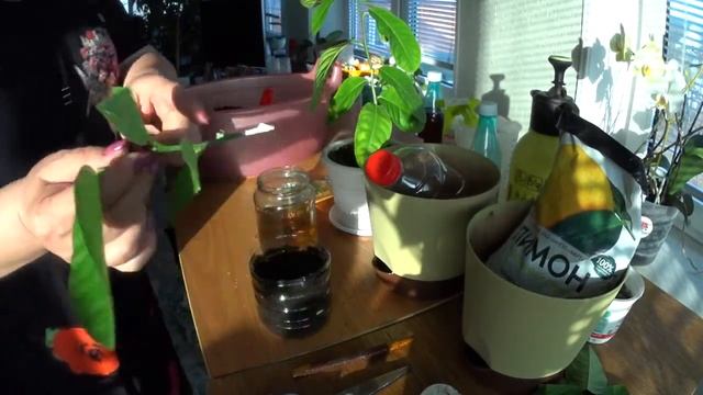 ЛИМОН. Пересадка и черенкование. смотреть онлайн