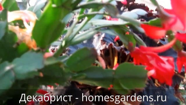 Декабрист в подвесном горшке смотреть онлайн