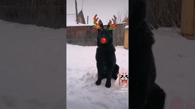 #собакасмешака#вео#овчарка #смешныеживотные#дедмороз смотреть онлайн