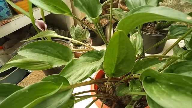 Care and propagate of drimiopsis/African hosta 12/5/2020(URDU/HINDI) смотреть онлайн