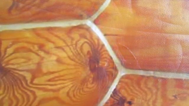 Герметик для срубов Неомид и Реммерс