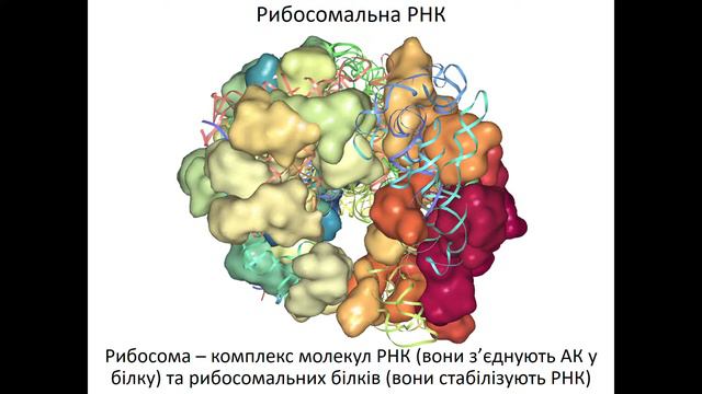 9 клас 23 Різні типи РНК смотреть онлайн