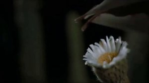 Опыление растений