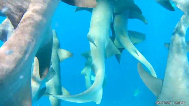 Swim with nursery Shark @ Maafushi , Maldives , Shadowpalm fullday tour - Vaavu Atol смотреть онлайн