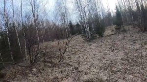 Воспитание щенка лайки для охоты. Прогулки.