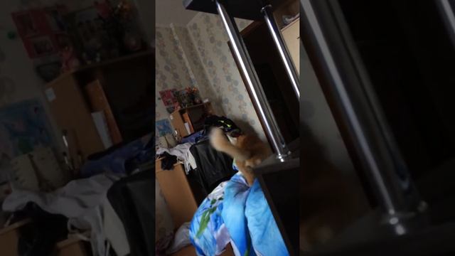 Когда коту не спится! смотреть онлайн