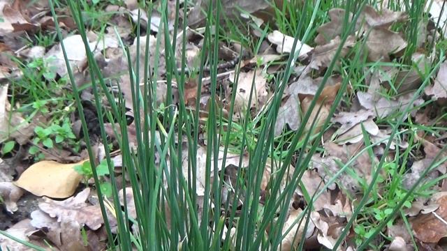 Kraailook - Allium Vineale