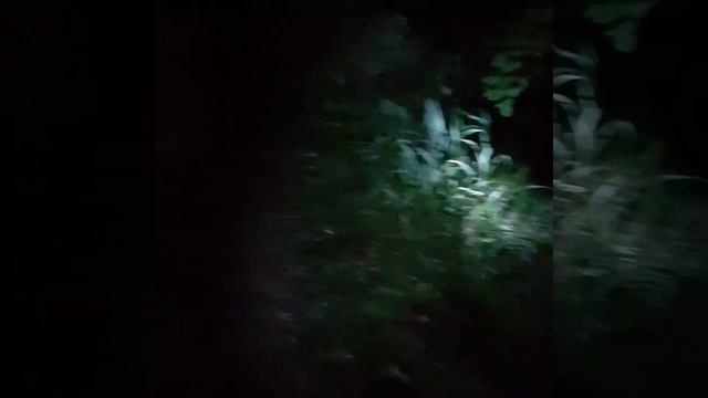 как растёт ананас, как чистить ананас, с чем едят ананас смотреть онлайн