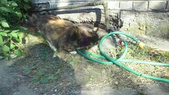 Кошка гуляет возле дома! смотреть онлайн