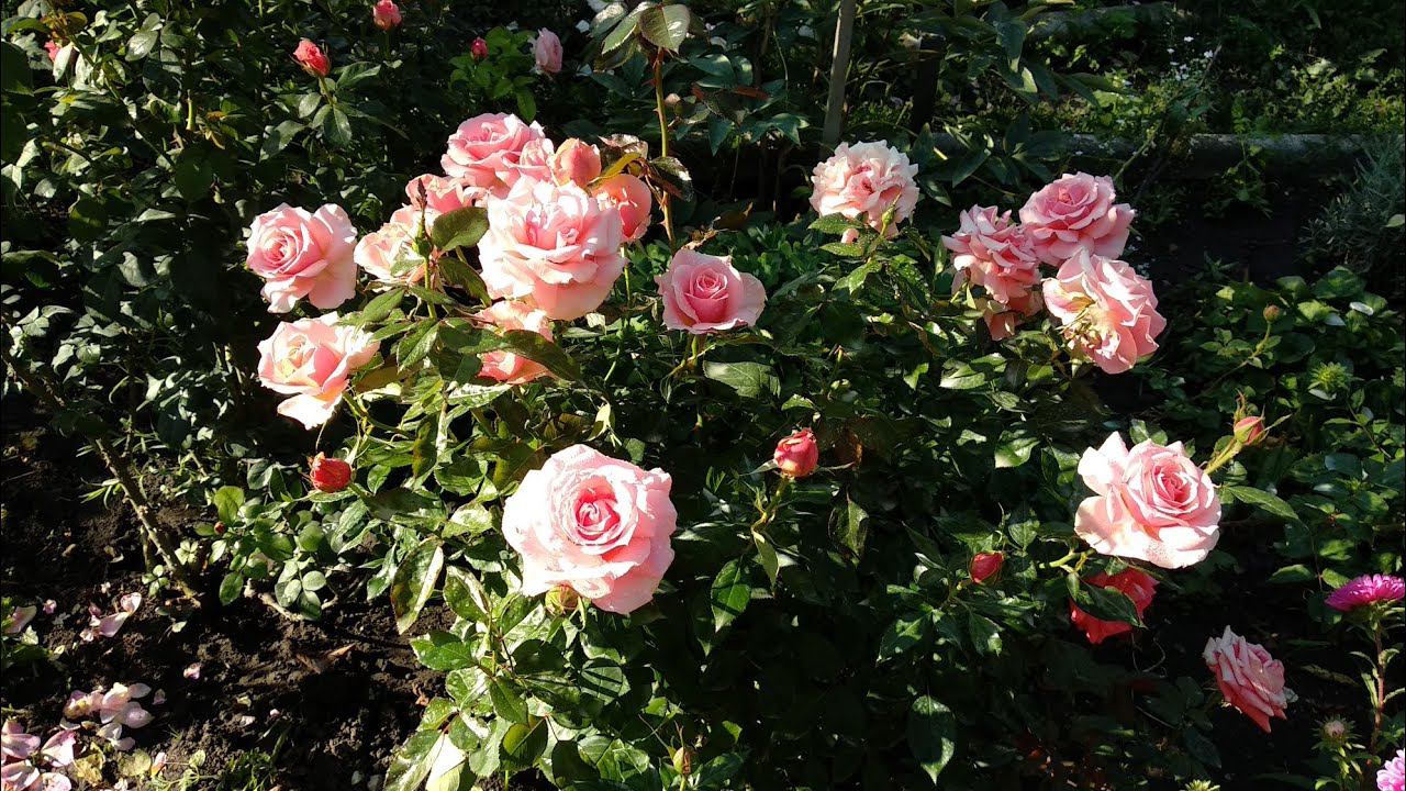 Розы. Второе цветение. Две прекрасные розы флорибунды в моем саду: Розенфацинацион и Поэзия. смотреть онлайн