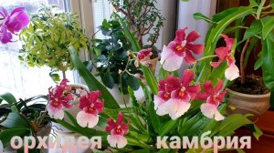 Цветущие в январе.КАМБРИЯ - орхидея неприхотливая и простая в уходе.