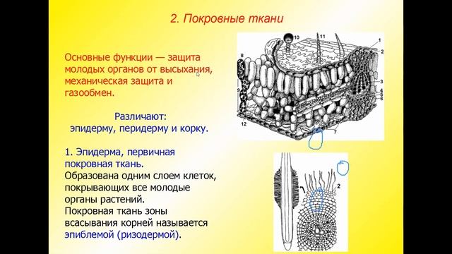 Клетка растений. Ткани смотреть онлайн