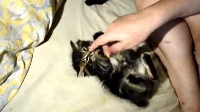 Мои котята-бобтейлята. Один месяц. смотреть онлайн
