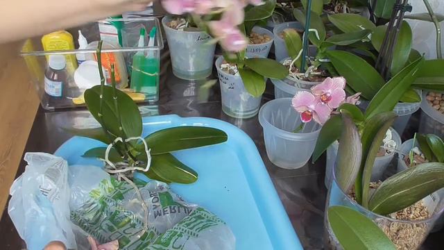 Пират Пикотти без корней, остались только "воздушные" смотреть онлайн