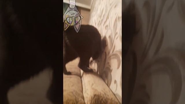 перевод кота частт1/??? смотреть онлайн