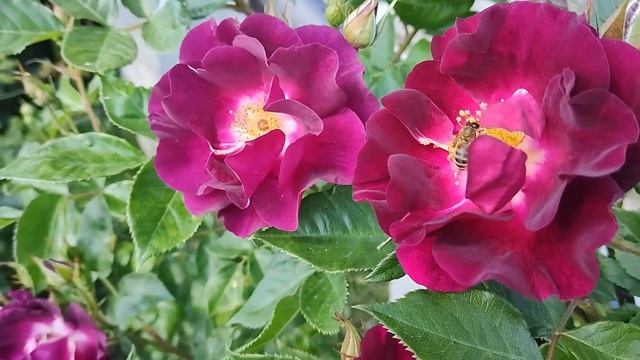 3 плетистые розы моего сада (сезон 2023г.).| Плетистые розы, которые зацветают первыми смотреть онлайн