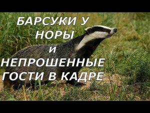 Барсуки у норы и непрошенные гости. Видео с фотоловушки.