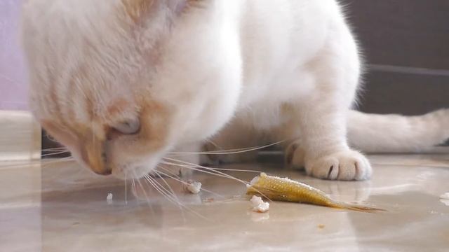 Кот ест рыбу ?впервые?Феликс приколы смотреть онлайн
