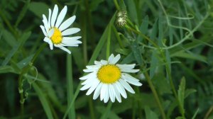 Окучивание картофеля мотоблоком Ока.. 2017г.