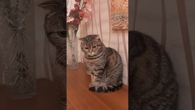 Хороший вкус🌹 #юмор #кошки #приколы #животныймир #sphynx #жизнь #вкусжизни #красота смотреть онлайн