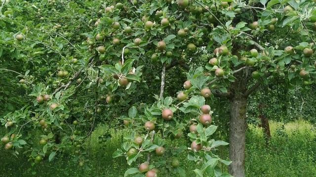 Apfel (Malus domestica) Frühlingszeiger und wahrhaft exotische Obstart смотреть онлайн