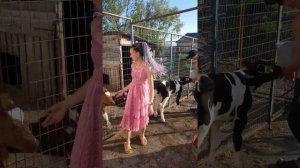 Выпойка телят. Как правильно вырастить телку на корову. как кормить телят