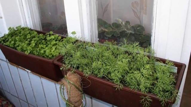 Как вырастить укроп на подоконнике. Секреты и советы для получения хорошего урожая в зимнее врем смотреть онлайн