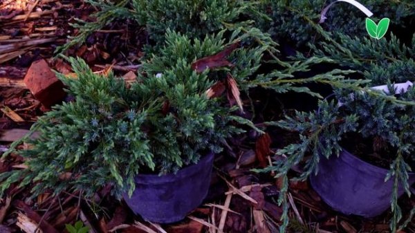 Можжевельник голубой Блю Карпет, ориг Juniperus squamata «Blue Carpet» Зеленый Сад