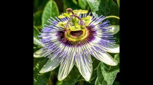 Маракуйя северная от семени до всходов за 9 дней!