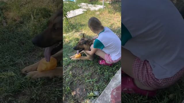 Старшая дочь и немецкая овчарка, мейн-кун контактирует с немецкой овчаркой смотреть онлайн