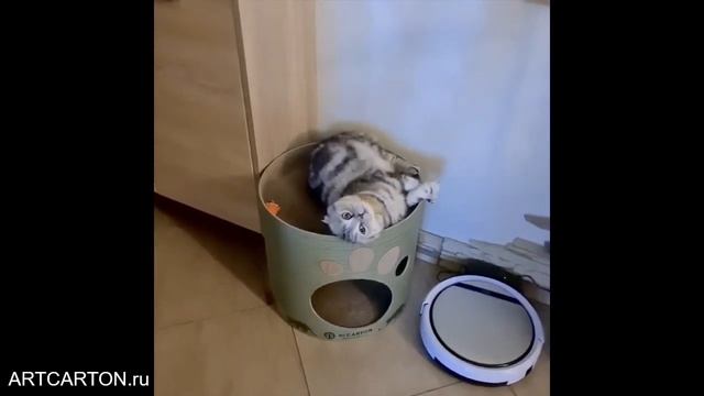 ДОМИК-КОГТЕТОЧКА TOWER STANDART ОТ ARTCARTON И ДВА МИЛЫХ КОТИКА смотреть онлайн