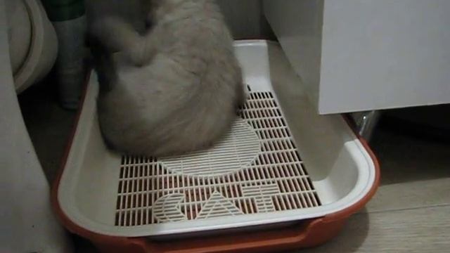 Как еще можно использовать кошачий лоток смотреть онлайн