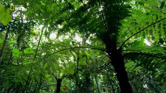 Хищная фосса охотится на лемуров смотреть онлайн